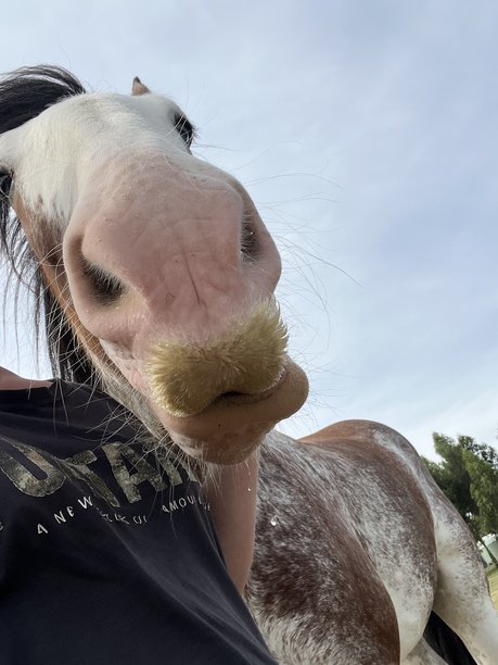 克莱兹代尔马的鼻子特写照片图片下载