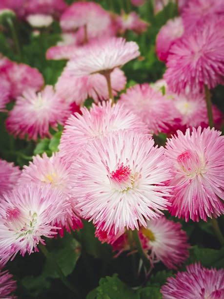 双粉色雏菊。特写，竖版照片。美丽的自然背景。图片下载
