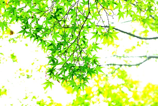 日本枫树的新鲜绿叶。自然季节色彩背景素材。图片下载