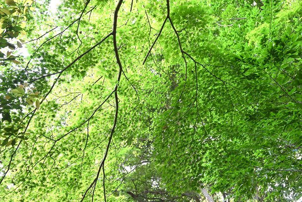 日本枫树的新鲜绿叶。自然季节色彩背景素材。图片下载