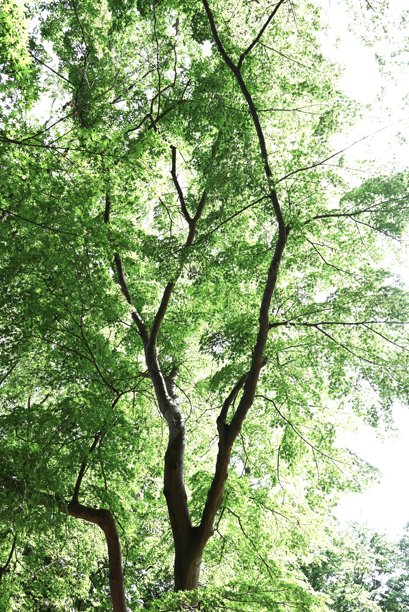 日本枫树的新鲜绿叶。自然季节色彩背景素材。图片下载