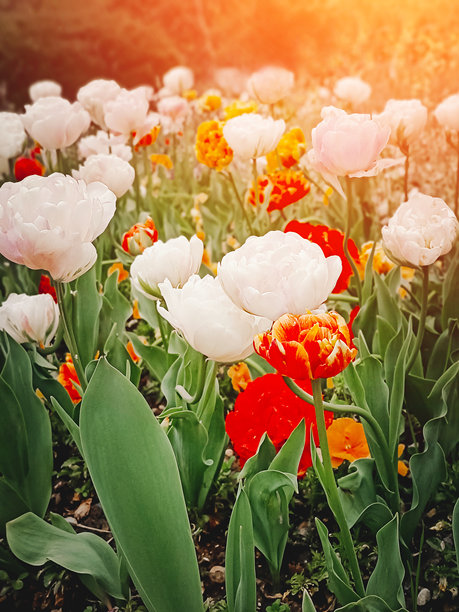 白色和橙色的牡丹郁金香在明亮的阳光下绽放。美丽的背景，竖版照片。图片下载