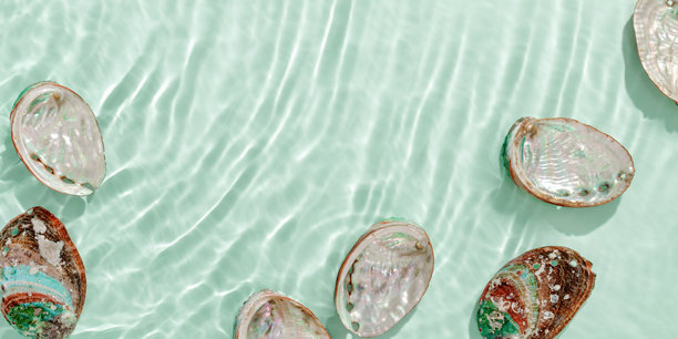 浮在清澈绿松石水面上的鲍鱼贝壳横幅，阳光反射和波浪。贝壳呈现自然的彩虹色和粗糙质感。极简风格的海洋生物背景照片，框架。图片下载