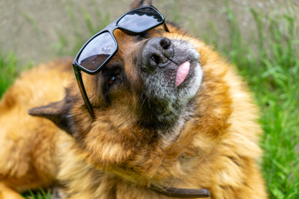 一只狗躺在草地上戴着太阳镜，舌头伸出来，搞笑的照片。画面展现了夏日轻松幽默的氛围。图片下载