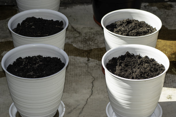 照片，白色花盆装满土壤，准备在小前院花园中种植花卉。图片下载
