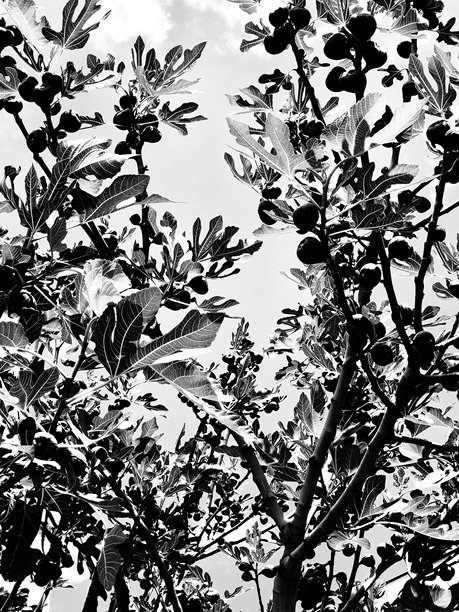 黑白照片的无花果树与果实图片下载