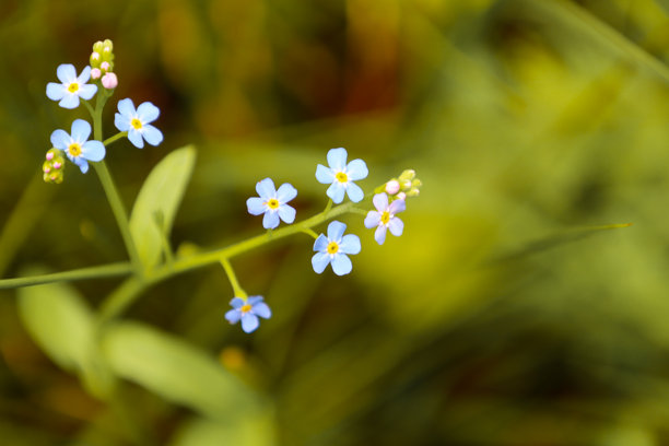 小巧的蓝色勿忘我花朵在模糊的绿色背景中显得格外娇嫩，象征着春天和自然的脆弱。微距拍摄突显了它们的细腻与美丽，非常适合用于生物多样性的图片。图片下载