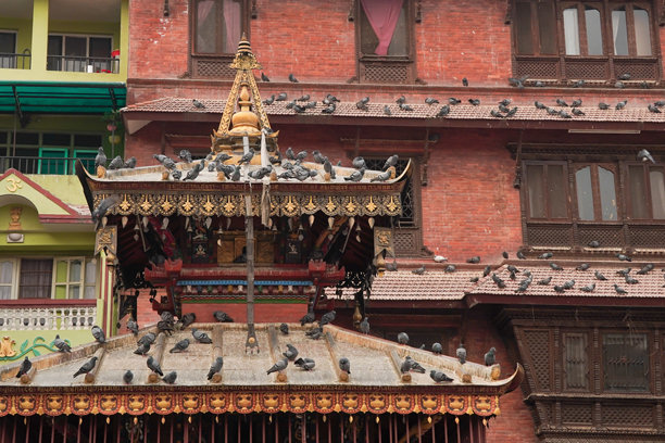 加德满都塔美尔的卡特辛布佛塔，周围有许多鸽子飞翔。白天的低角度照片。图片下载