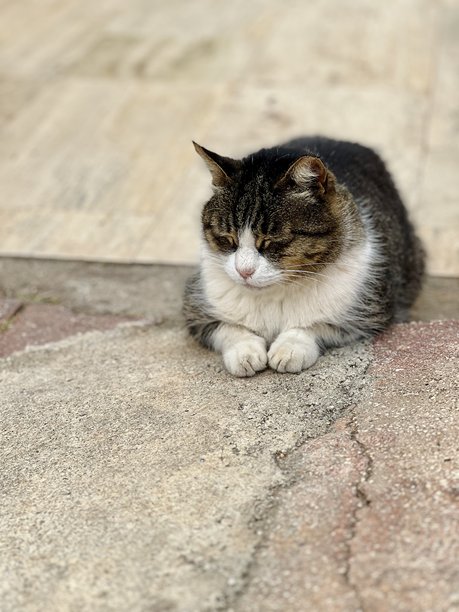 一只灰白相间的猫咪在垂直照片中安静地睡觉图片下载