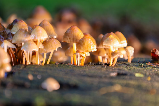 小蘑菇从树桩上冒出，笼罩着森林，营造出神秘的氛围。这张照片近距离展示了自然的奇妙世界，突显了森林生物独特的形态和纹理。图片下载