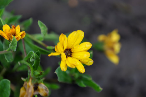 一朵明亮的黄色花朵，花瓣上沾着小水珠，散发着清新的气息。这张微距照片近距离捕捉了自然的温柔与美丽，突显了鲜艳的色彩和独特的细节。图片下载