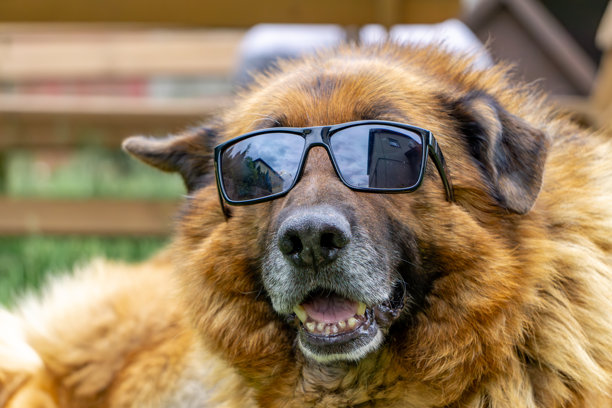 戴着太阳镜的搞笑德国牧羊犬，躺在户外，嘴巴张开。这是一张以人类风格拍摄的幽默狗狗照片，非常适合有趣的项目和表情包。图片下载