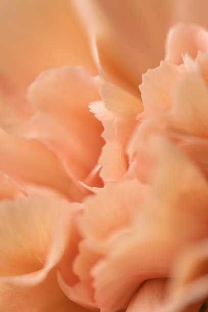 桃色康乃馨花瓣的抽象特写照片，具有浅景深效果图片下载