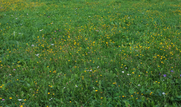 阳光明媚的夏季草地，绿草如茵，黄白色野花点缀其间，作为背景。照片采用透视效果，具有选择性焦点。图片下载