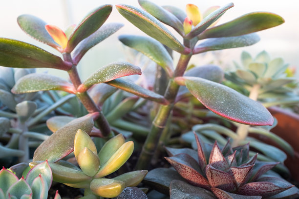 窗台上的玉树植物，选择性对焦。适合用于出版、设计、海报、日历、帖子、屏保、壁纸、封面、网站的金钱树或玉树。高质量照片图片下载