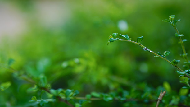 福建茶的背景图片。图片下载