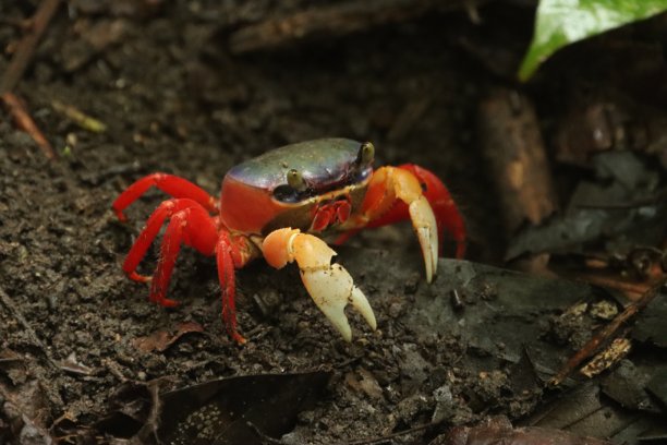 特写宏观照片，展示了一只野生红色陆蟹（万圣节蟹，哈雷奎因蟹），藏在根部下，直视镜头，拍摄于哥斯达黎加的马努埃尔安东尼奥国家公园。野生的四方蟹，月蟹，中美洲的无口蟹。图片下载
