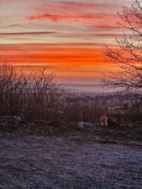 户外随机拍摄的狗狗照片图片下载