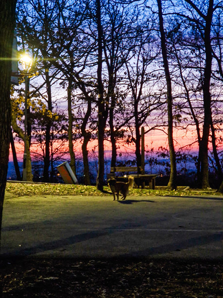 户外随机拍摄的狗狗照片图片下载