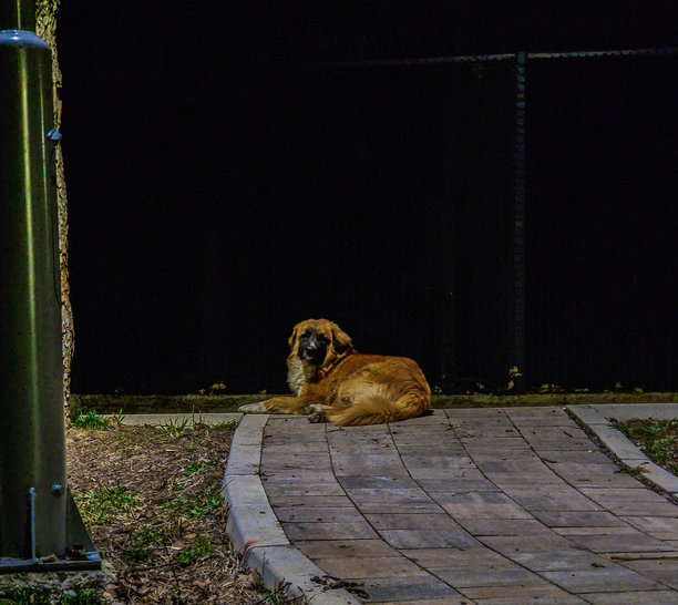 户外随机拍摄的狗狗照片图片下载