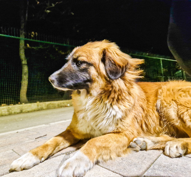 户外随机拍摄的狗狗照片图片下载