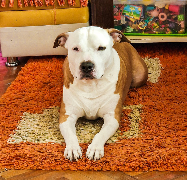 户外随机拍摄的狗狗照片图片下载