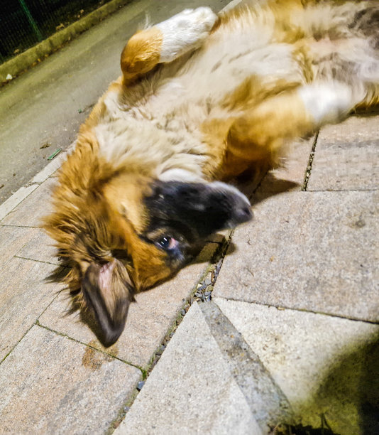 户外随机拍摄的狗狗照片图片下载