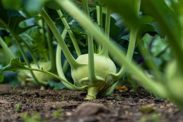 这张图片展示了在有机花园中新鲜收获的绿色甘蓝，突显了可持续农业对人类健康和环境福祉的重要性。图片下载