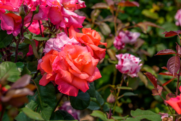 初夏盛开的粉色玫瑰特写照片图片下载