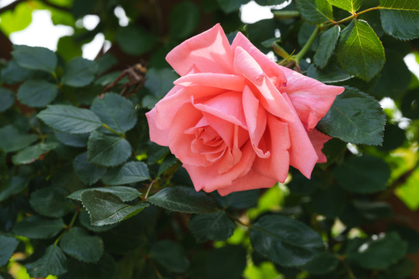 初夏盛开的粉色玫瑰特写照片图片下载