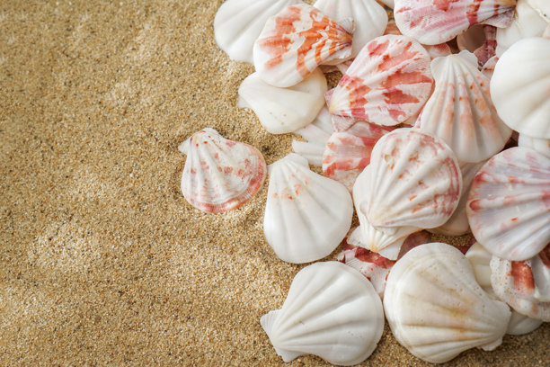 扇贝壳与扇贝聚集在一起。优雅的海洋雅各宾扇贝壳。海洋水生野生动物，贝壳。软体动物，夏季旅行，海鲜概念。海螺壳的收藏，摄影。图片下载