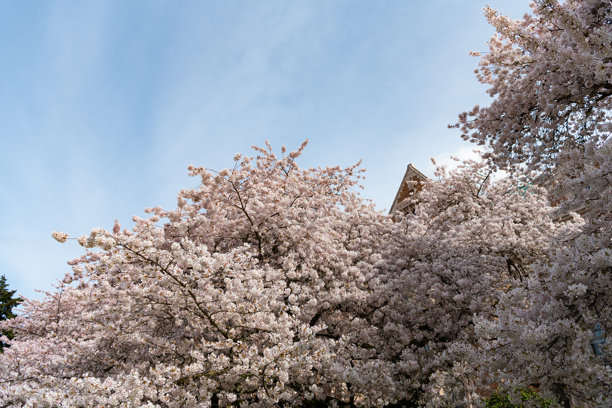 盛开的日本樱花照片。盛开的樱花。盛开的樱花花朵。图片下载