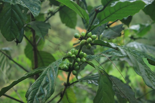 咖啡绿豆的照片图片下载