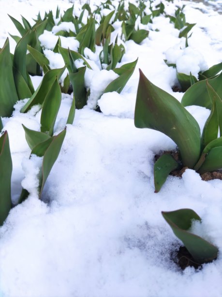 被雪覆盖的郁金香叶子。春天的花朵在白雪覆盖下生长。自然中的异常现象照片。冬天意外回归。图片下载