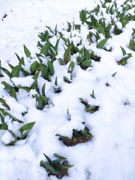 被雪覆盖的郁金香叶子。春天的花朵在白雪覆盖下生长。自然中的异常现象照片。冬天意外回归。图片下载