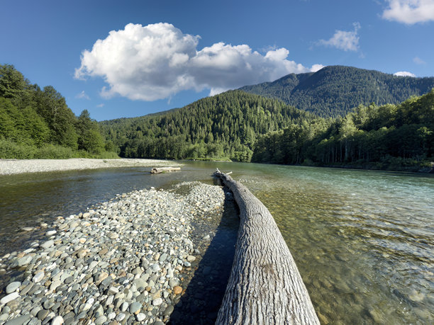 在华盛顿州斯卡吉特河上，春末时节走在一根倒下的大树干上拍摄的照片图片下载
