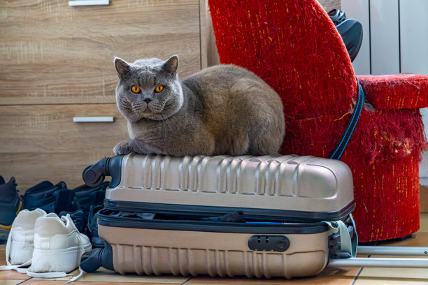 英国短毛灰猫躺在家中的一个关闭的行李箱上。宠物在鞋子和家具之间休息，完美的旅行和动物主题照片。图片下载