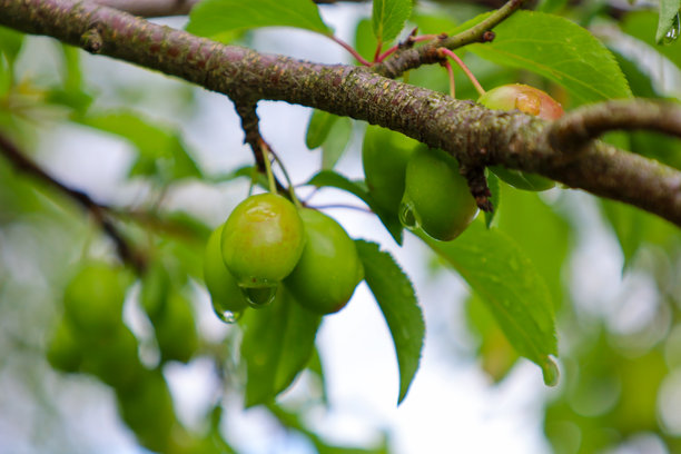 这张微距照片展示了一根树枝，上面挂满了带有雨滴的嫩绿色果实。郁郁葱葱的绿叶和鲜艳的果实颜色突显了雨后大自然的清新。图片下载