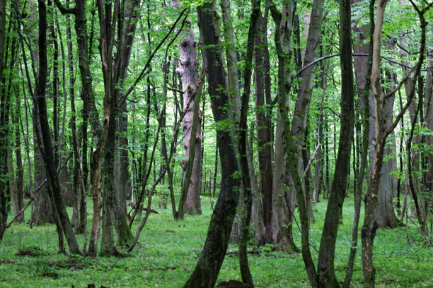 这张照片描绘了一片茂密的森林，树木高耸，地面上覆盖着郁郁葱葱的植被。阳光透过树叶洒下，形成了光影的交错，突显了树干的纹理。图片下载