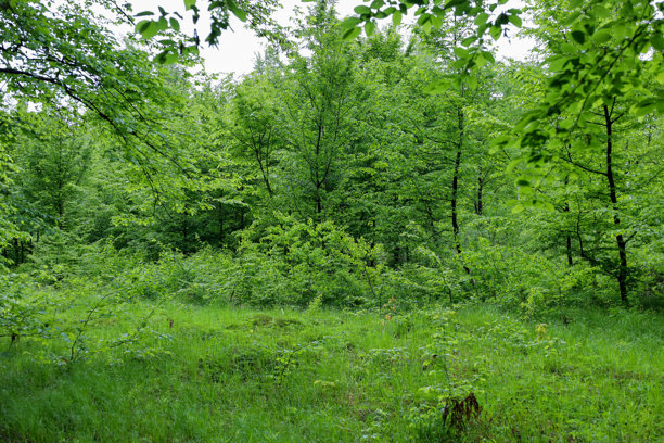 这张照片描绘了前景中的郁郁葱葱的草地，逐渐过渡到背景中的茂密森林。年轻的树木和灌木丛生机勃勃，色彩鲜艳，营造出一种清新和焕新的感觉。图片下载