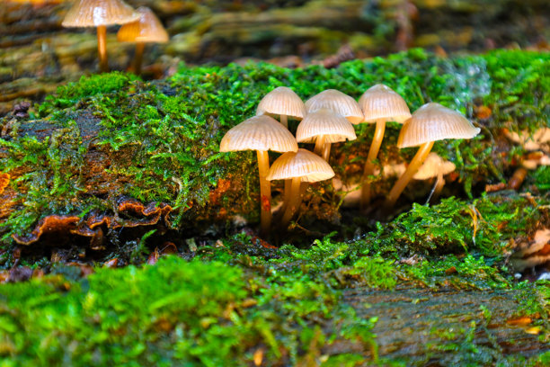这张微距照片展示了一簇小蘑菇，带有浅色的帽子和茎，生长在覆盖着木质表面的鲜绿色苔藓上。细致的图像传达了森林地面的生机勃勃的微观世界。图片下载