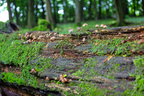 这张广角微距照片展示了一根倒下的树干，上面密密麻麻地覆盖着鲜艳的绿色苔藓和许多棕色帽的小蘑菇。图片下载