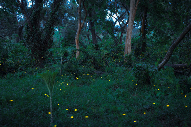 萤火虫在森林中飞舞。泰国普拉钦布里的灌木丛中夜晚的萤火虫。长时间曝光照片。图片下载
