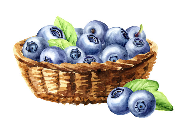 装满成熟新鲜野生森林蓝莓的篮子。水彩手绘插图，背景为白色。图片下载