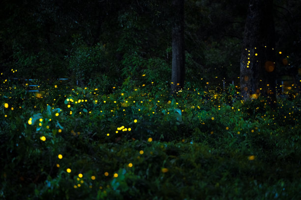 萤火虫在森林中飞舞。泰国普拉金布里夜间灌木丛中的萤火虫。长时间曝光照片。图片下载
