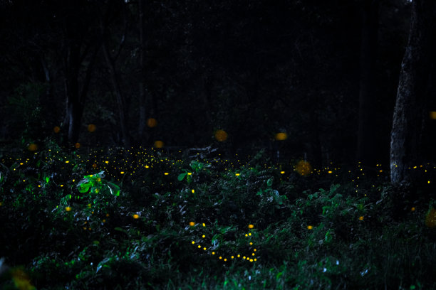 萤火虫在森林中飞舞。泰国普拉钦布里夜间灌木丛中的萤火虫。长时间曝光照片。图片下载