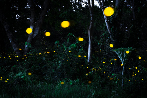 萤火虫在森林中飞舞。泰国普拉钦布里的灌木丛中夜晚的萤火虫。长时间曝光照片。图片下载