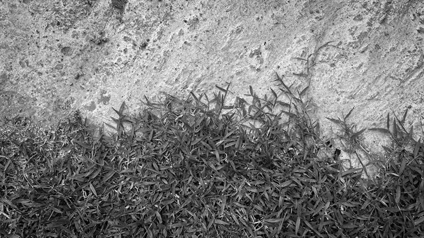 照片捕捉了粗糙混凝土纹理与郁郁葱葱的绿草之间的无缝过渡。它展示了自然的对比，可以用于演示文稿和网站背景。图片下载