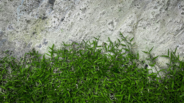 照片捕捉了粗糙混凝土纹理与郁郁葱葱的绿草之间的无缝过渡。它展示了自然的对比，可以用于演示文稿和网站背景。图片下载