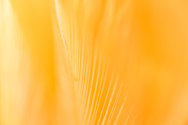 棕色模糊柔软羽毛纹理特写，棕色宏观羽毛纹理，棕色母鸡羽毛的宏观照片。背景或纹理，鸡羽毛宏观，柔软的棕色鸡羽毛背景。图片下载